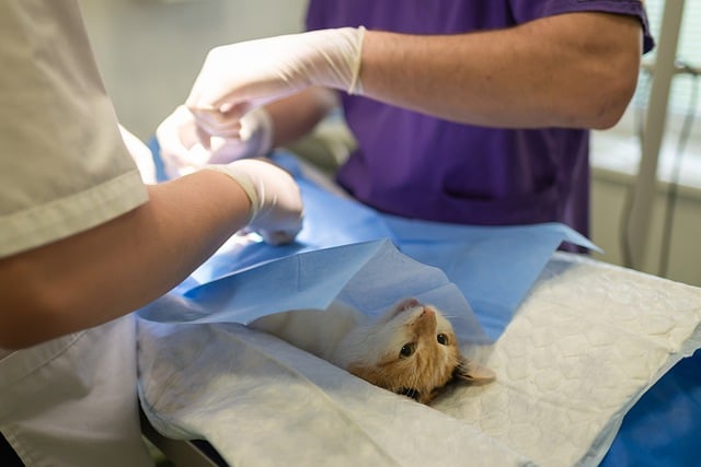 Chirurgie chats