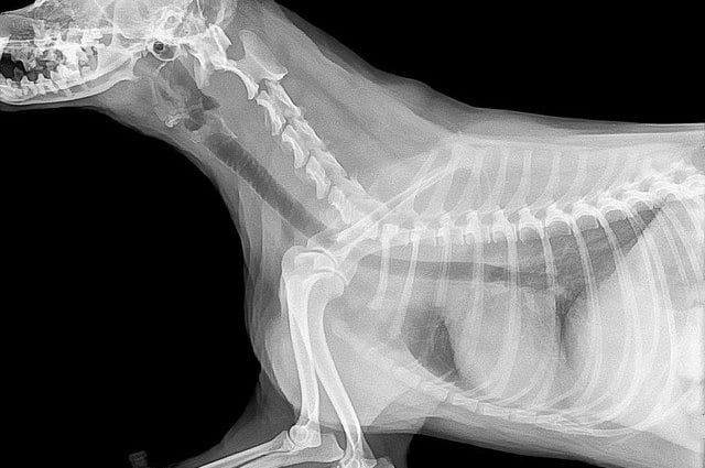 radiographie-chien