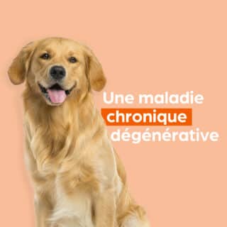 Maladie chronique