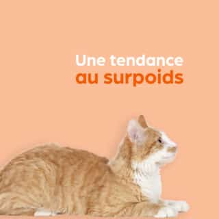 surpoids