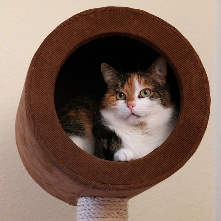 Chat calico dans un dôme d'arbre à chat - Cachette féline