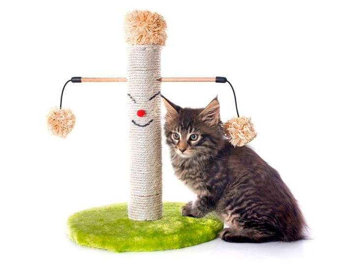 Chaton Maine Coon avec griffoir et arbre à chat