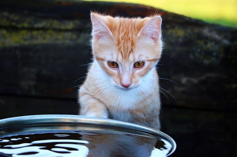 Chaton roux devant sa gamelle d'eau - Hydratation féline
