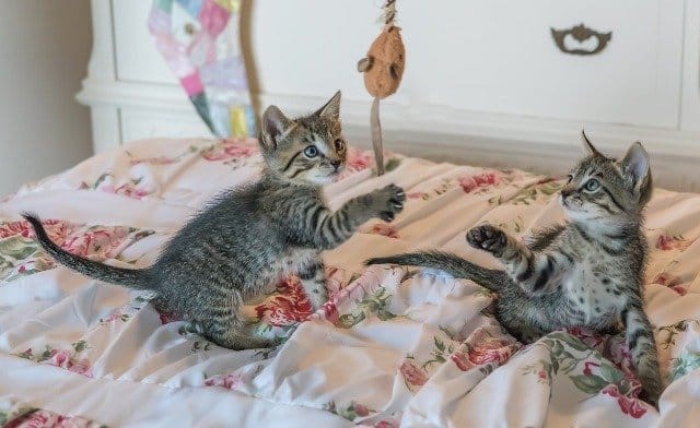 Deux chatons tabby jouant et se chamaillant sur un lit. Le jeu est essentiel au développement du chaton et stimule ses instincts naturels de prédateur pour une socialisation équilibrée. Image Pixabay.