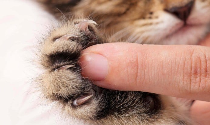 Gros plan sur la patte d'un chaton lors de la coupe des griffes. Il est important d'habituer le chaton dès son jeune âge à la manipulation et aux soins pour qu'il les accepte sereinement tout au long de sa vie. Image 123RF.