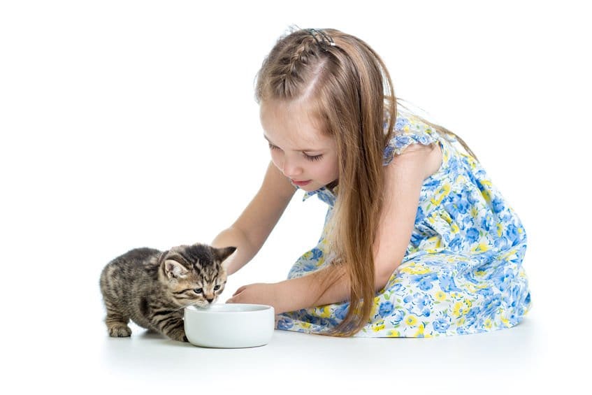 Enfant qui nourrit son chaton - Alimentation féline