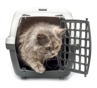 Chaton dans sa boîte de transport – Image 123RF